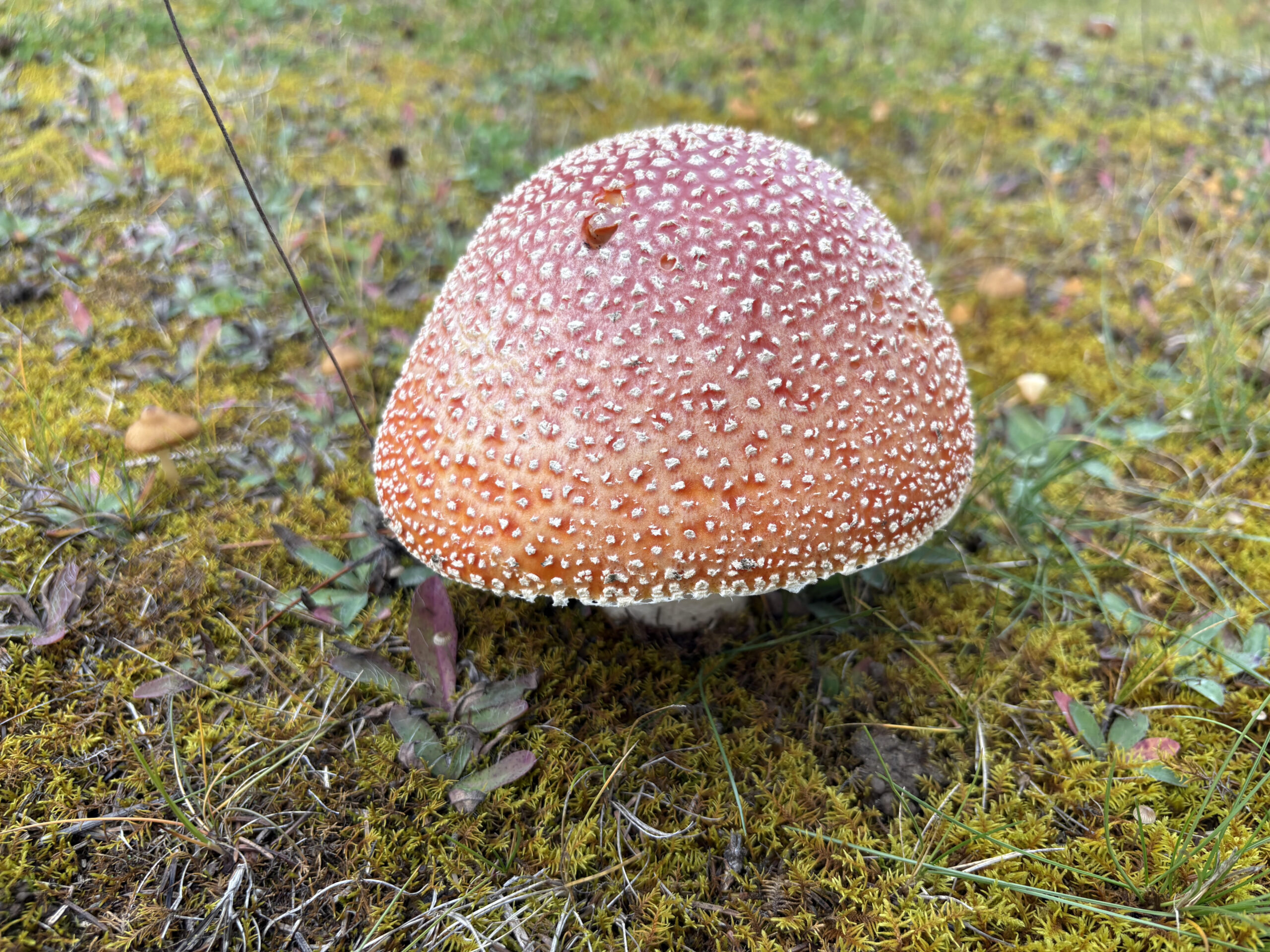 https://bulkleybrowser.ca/wp-content/uploads/2026/10/mushroom-scaled.jpg